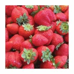 20-30cm Sonata' Strawberry Plants | Pack Of 5 Bare Roots