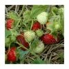 20-30cm Rhapsody' Strawberry Plants | Pack Of 5 Bare Roots