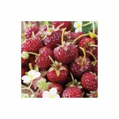 20-30cm Framberry' Strawberry Plants | Pack Of 5 Bare Roots -botanical garden shop TR0332 add image 1 0c2b