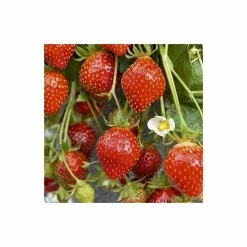 20-30cm 'Mara Des Bois' Strawberry Plants | Everbearer | Pack Of 5 Bare Roots -botanical garden shop TR0333 add image 1 5e71
