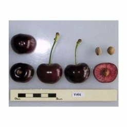 4-5ft 'Van' Cordon Cherry Tree | Colt Semi Vigorous Rootstock | 8L Pot