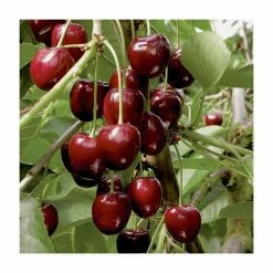 4-5ft 'Sunburst' Cordon Cherry Tree | Colt Semi Vigorous Rootstock | 8L Pot 7 4-5ft 'Sunburst' Cordon Cherry Tree | Colt Semi Vigorous Rootstock | 8L Pot -botanical garden shop TR0355 add image 4 aa3b