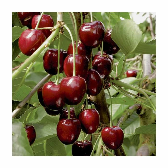 4-5ft 'Sunburst' Cordon Cherry Tree | Colt Semi Vigorous Rootstock | 8L Pot 4 4-5ft 'Sunburst' Cordon Cherry Tree | Colt Semi Vigorous Rootstock | 8L Pot - Image 4