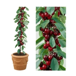 4-5ft 'Sunburst' Cordon Cherry Tree | Colt Semi Vigorous Rootstock | 8L Pot