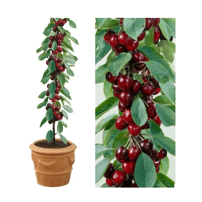 4-5ft 'Sunburst' Cordon Cherry Tree | Colt Semi Vigorous Rootstock | 8L Pot 1 4-5ft 'Sunburst' Cordon Cherry Tree | Colt Semi Vigorous Rootstock | 8L Pot