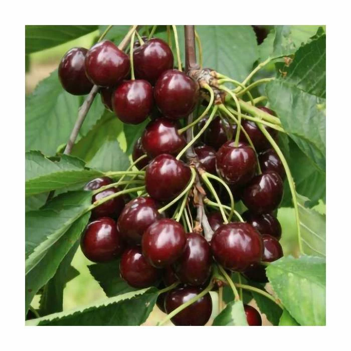 4-5ft 'Sunburst' Cordon Cherry Tree | Colt Semi Vigorous Rootstock | 8L Pot 2 4-5ft 'Sunburst' Cordon Cherry Tree | Colt Semi Vigorous Rootstock | 8L Pot - Image 2