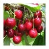4-5ft 'Lapins' Cordon Cherry Tree | Colt Semi Vigorous Rootstock | 8L Pot