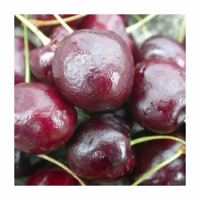 4-5ft 'Regina' Cordon Cherry Tree | Colt Semi Vigorous Rootstock | 8L Pot 1 4-5ft 'Regina' Cordon Cherry Tree | Colt Semi Vigorous Rootstock | 8L Pot