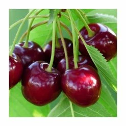 4-5ft 'Karina' Cherry Tree | Colt Semi Vigorous Rootstock | Bare Root