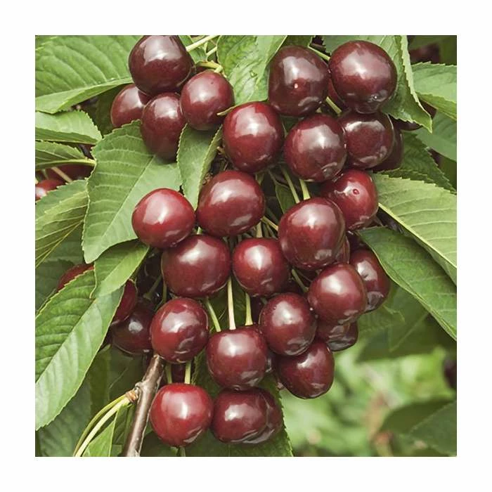 4-5ft 'Karina' Cherry Tree | Colt Semi Vigorous Rootstock | Bare Root 2 4-5ft 'Karina' Cherry Tree | Colt Semi Vigorous Rootstock | Bare Root - Image 2
