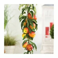 4-5ft 'Blenheim Orange' Cordon Dual Purpose Apple Tree | M26 Semi Dwarfing Rootstock | 8L Pot