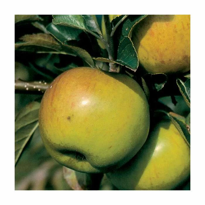 4-5ft 'Apple 'Bountiful' Cordon Dessert Apple Tree | M26 Semi Dwarfing Rootstock | 8L Pot 3 4-5ft 'Apple 'Bountiful' Cordon Dessert Apple Tree | M26 Semi Dwarfing Rootstock | 8L Pot - Image 3