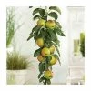 4-5ft 'Apple 'Bountiful' Cordon Dessert Apple Tree | M26 Semi Dwarfing Rootstock | 8L Pot