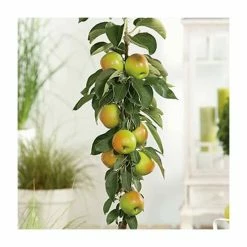 4-5ft 'Apple 'Bountiful' Cordon Dessert Apple Tree | M26 Semi Dwarfing Rootstock | 8L Pot