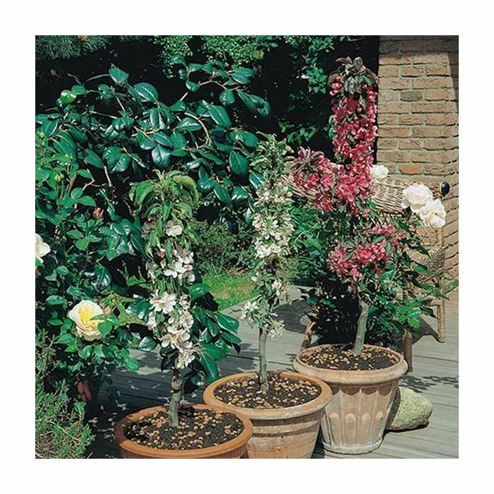 4-5ft 'Apple 'Bountiful' Cordon Dessert Apple Tree | M26 Semi Dwarfing Rootstock | 8L Pot 2 4-5ft 'Apple 'Bountiful' Cordon Dessert Apple Tree | M26 Semi Dwarfing Rootstock | 8L Pot - Image 2