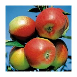 4-5ft 'Apple 'Braeburn' Cordon Dessert Apple Tree | M26 Semi Dwarfing Rootstock | 8L Pot -botanical garden shop TR0363 add image 1 3f14