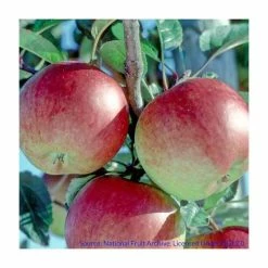 4-5ft 'Apple 'Braeburn' Cordon Dessert Apple Tree | M26 Semi Dwarfing Rootstock | 8L Pot -botanical garden shop TR0363 add image 2 3af8
