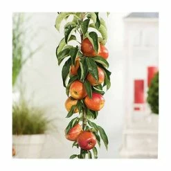 4-5ft 'Apple 'Braeburn' Cordon Dessert Apple Tree | M26 Semi Dwarfing Rootstock | 8L Pot