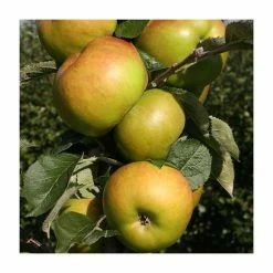 4-5ft 'Apple 'Bramley's Seedling' Cordon Cooking Apple Tree | M26 Semi Dwarfing Rootstock | 8L Pot -botanical garden shop TR0364 add image 2 153d