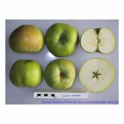 4-5ft 'Apple 'Bramley's Seedling' Cordon Cooking Apple Tree | M26 Semi Dwarfing Rootstock | 8L Pot -botanical garden shop TR0364 add image 4 ef92