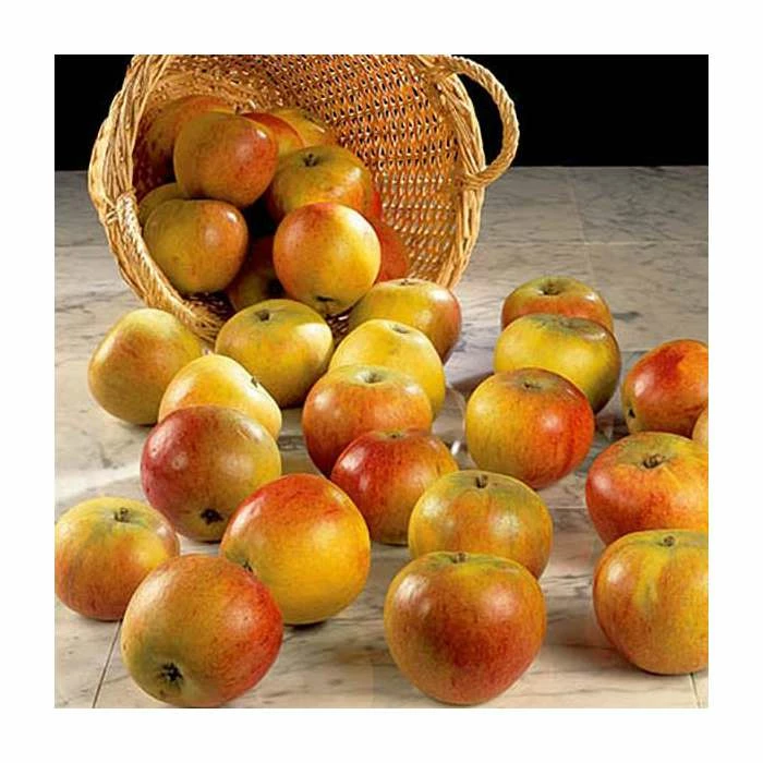 4-5ft 'Apple 'Cox's Orange Pippin' Cordon Cooking Apple Tree | M26 Semi Dwarfing Rootstock | 8L Pot 3 4-5ft 'Apple 'Cox's Orange Pippin' Cordon Cooking Apple Tree | M26 Semi Dwarfing Rootstock | 8L Pot - Image 3