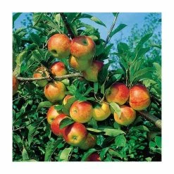 4-5ft 'Apple 'Cox's Orange Pippin' Cordon Cooking Apple Tree | M26 Semi Dwarfing Rootstock | 8L Pot 9 4-5ft 'Apple 'Cox's Orange Pippin' Cordon Cooking Apple Tree | M26 Semi Dwarfing Rootstock | 8L Pot -botanical garden shop TR0365 add image 2 e6cf