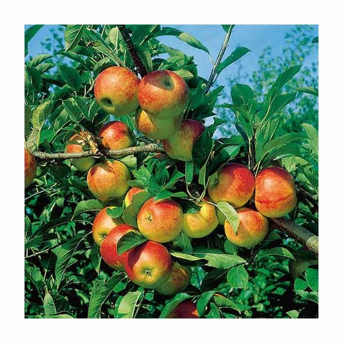 4-5ft 'Apple 'Cox's Orange Pippin' Cordon Cooking Apple Tree | M26 Semi Dwarfing Rootstock | 8L Pot 4 4-5ft 'Apple 'Cox's Orange Pippin' Cordon Cooking Apple Tree | M26 Semi Dwarfing Rootstock | 8L Pot - Image 4