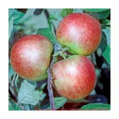 4-5ft 'James Grieve' Dual Purpose Cordon Apple Tree | M26 Semi Dwarfing Rootstock | 8L Pot -botanical garden shop TR0369 add image 3 da49