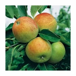 4-5ft 'James Grieve' Dual Purpose Cordon Apple Tree | M26 Semi Dwarfing Rootstock | 8L Pot -botanical garden shop TR0369 add image 4 bd67