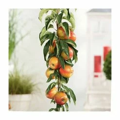 4-5ft 'James Grieve' Dual Purpose Cordon Apple Tree | M26 Semi Dwarfing Rootstock | 8L Pot