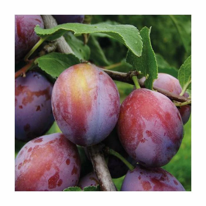 4-5ft 'Opal' Cordon Plum Tree | SJA Semi Vigorous Rootstock | 8L Pot 1 4-5ft 'Opal' Cordon Plum Tree | SJA Semi Vigorous Rootstock | 8L Pot