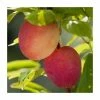 4-5ft 'Lizzie' Cordon Plum Tree | SJA Semi Vigorous Rootstock | 8L Pot