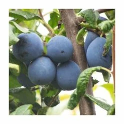4-5ft 'Shropshire' Cordon Plum Tree | SJA Semi Vigorous Rootstock | 8L Pot