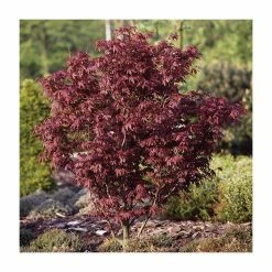 Acer Palmatum 'Bloodgood' | Japanese Maple Tree | 18L Pot | 60-90cm -botanical garden shop TR037918L add image 1 9d4f