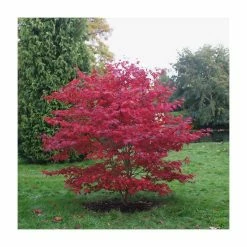 Acer Palmatum 'Bloodgood' | Japanese Maple Tree | 18L Pot | 60-90cm -botanical garden shop TR037918L add image 2 e7f5