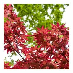Acer Palmatum 'Bloodgood' | Japanese Maple Tree | 18L Pot | 60-90cm -botanical garden shop TR037918L add image 3 fbdc
