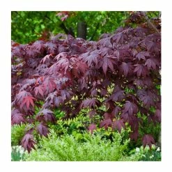 Acer Palmatum 'Bloodgood' | Japanese Maple Tree | 18L Pot | 60-90cm -botanical garden shop TR037918L add image 4 da1f