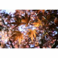 Acer Palmatum 'Bloodgood' | Japanese Maple Tree | 18L Pot | 60-90cm -botanical garden shop TR037918L add image 5 d1d7