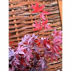 Acer Palmatum 'Bloodgood' | Japanese Maple Tree | 18L Pot | 60-90cm -botanical garden shop TR037918L add image 6 e733