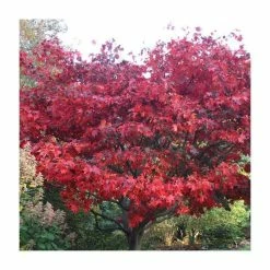 Acer Palmatum 'Bloodgood' | Japanese Maple Tree | 3L Pot