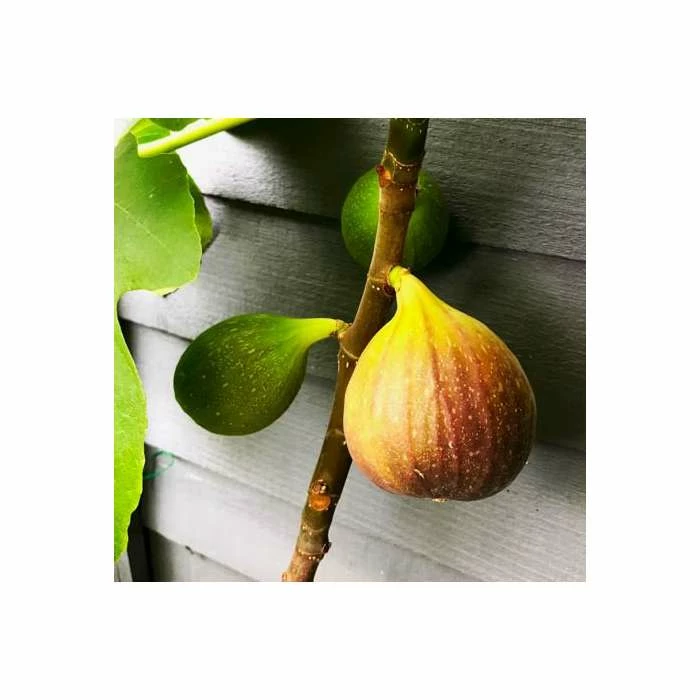 2-2.5ft 'Brown Turkey' Fig Bush |Multi Stem | 4.5L Pot 2 2-2.5ft 'Brown Turkey' Fig Bush |Multi Stem | 4.5L Pot - Image 2
