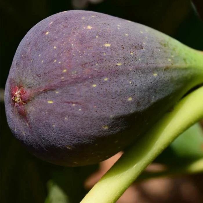 2-2.5ft 'Brown Turkey' Fig Bush |Multi Stem | 4.5L Pot 3 2-2.5ft 'Brown Turkey' Fig Bush |Multi Stem | 4.5L Pot - Image 3