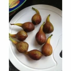 2-2.5ft 'Brown Turkey' Fig Bush |Multi Stem | 4.5L Pot 15 2-2.5ft 'Brown Turkey' Fig Bush |Multi Stem | 4.5L Pot -botanical garden shop TR0382SH add image 5 2e45