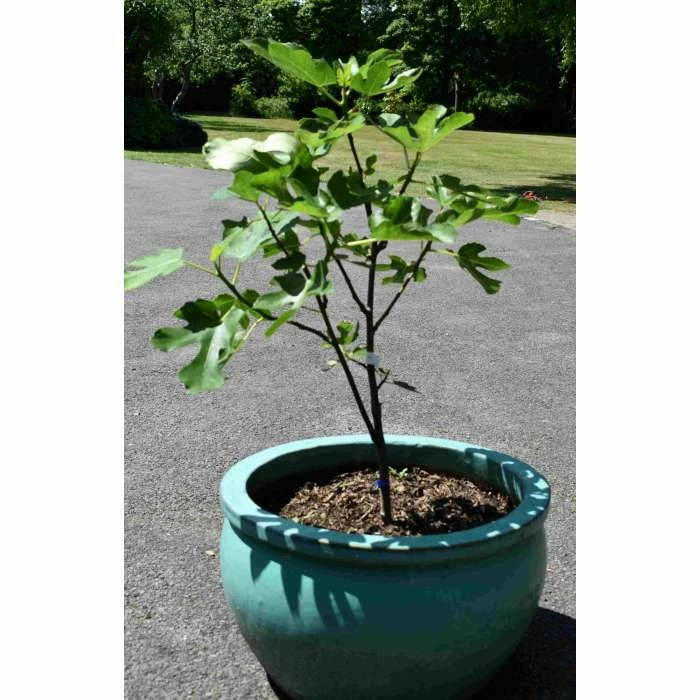 2-2.5ft 'Brown Turkey' Fig Bush |Multi Stem | 4.5L Pot 9 2-2.5ft 'Brown Turkey' Fig Bush |Multi Stem | 4.5L Pot - Image 9