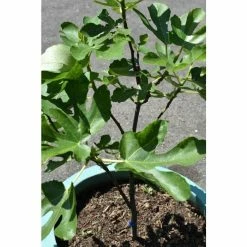 2-2.5ft 'Brown Turkey' Fig Bush |Multi Stem | 4.5L Pot 19 2-2.5ft 'Brown Turkey' Fig Bush |Multi Stem | 4.5L Pot -botanical garden shop TR0382SH add image 9 4ce3