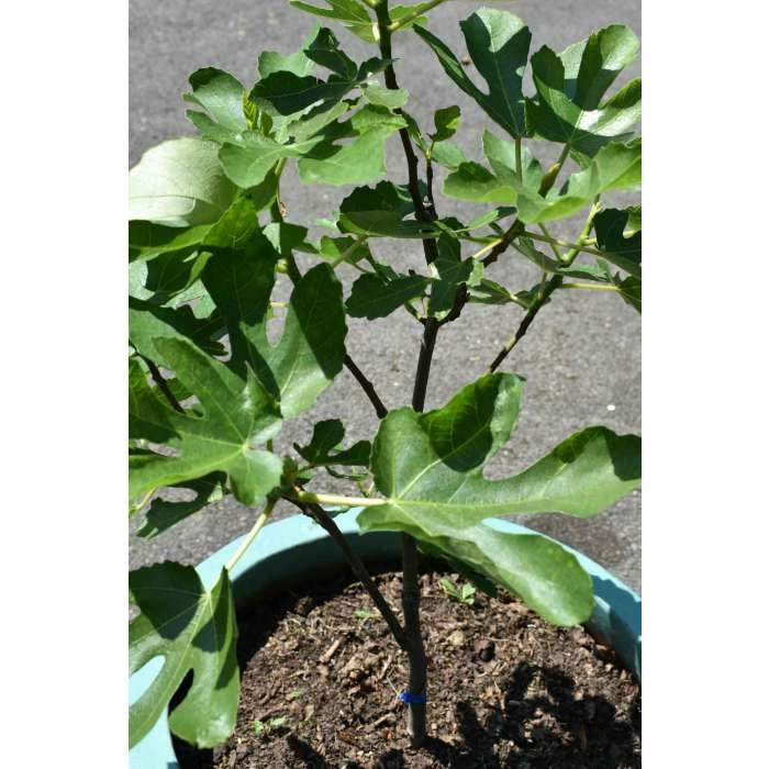 2-2.5ft 'Brown Turkey' Fig Bush |Multi Stem | 4.5L Pot 10 2-2.5ft 'Brown Turkey' Fig Bush |Multi Stem | 4.5L Pot - Image 10