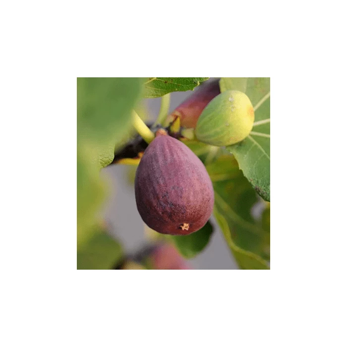 2-2.5ft 'Brown Turkey' Fig Bush |Multi Stem | 4.5L Pot 1 2-2.5ft 'Brown Turkey' Fig Bush |Multi Stem | 4.5L Pot
