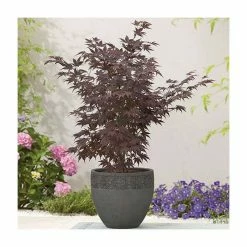 Acer Palmatum 'Atropurpureum' | Japanese Maple Tree | 10.5cm Pot 13 Acer Palmatum 'Atropurpureum' | Japanese Maple Tree | 10.5cm Pot -botanical garden shop TR038605L add image 1 2679