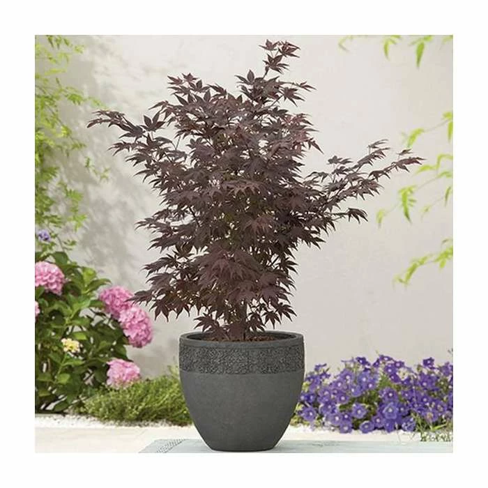 Acer Palmatum 'Atropurpureum' | Japanese Maple Tree | 10.5cm Pot 3 Acer Palmatum 'Atropurpureum' | Japanese Maple Tree | 10.5cm Pot - Image 3