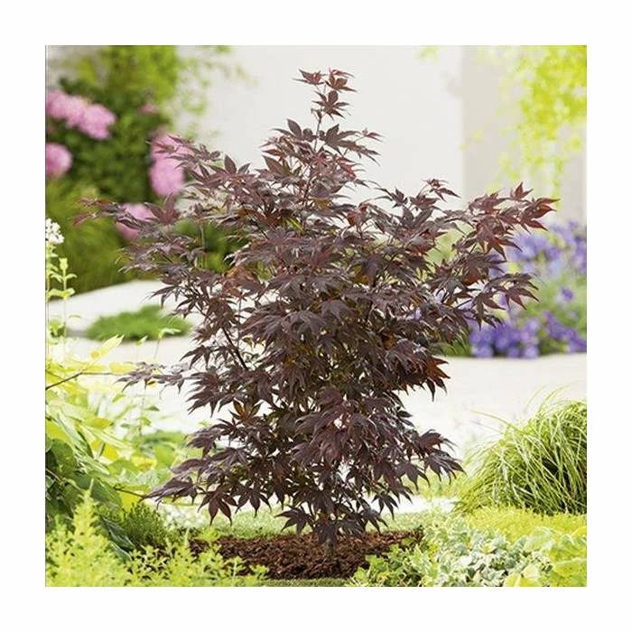 Acer Palmatum 'Atropurpureum' | Japanese Maple Tree | 10.5cm Pot 4 Acer Palmatum 'Atropurpureum' | Japanese Maple Tree | 10.5cm Pot - Image 4